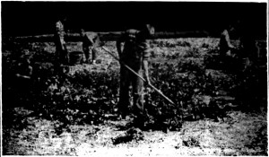 farming-at-fairview
